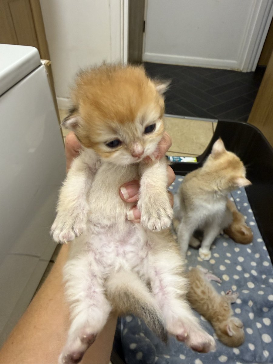 kittensale8's tweet photo. #cat #cats #catsofinstagram #catlovers #catlife https://t.co/Lq8p3uukp6