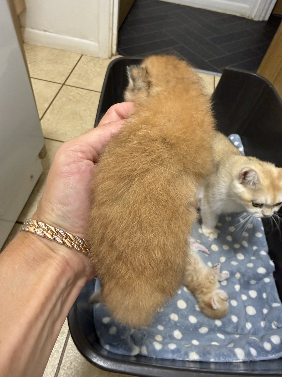 kittensale8's tweet photo. #cat #cats #catsofinstagram #catlovers #catlife https://t.co/Lq8p3uukp6