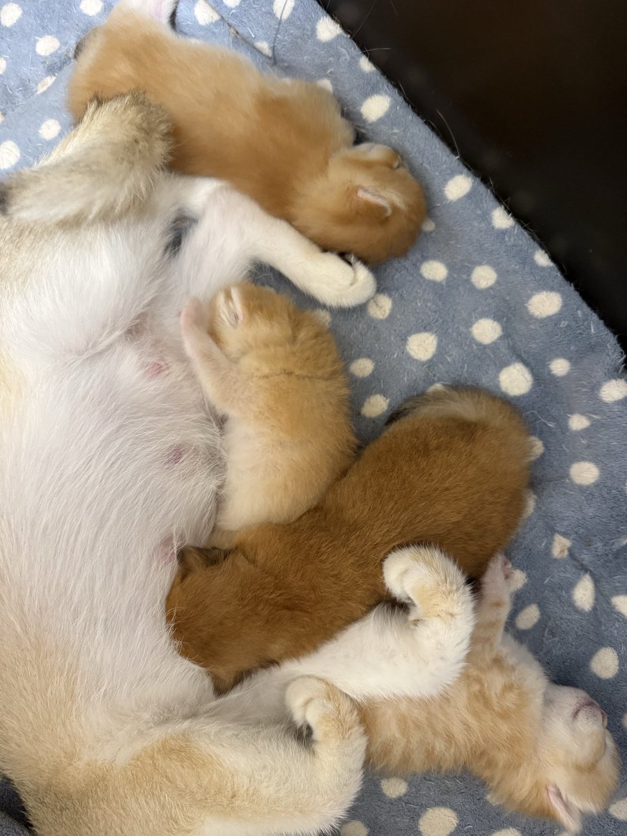 kittensale8's tweet photo. #cat #cats #catsofinstagram #catlovers #catlife https://t.co/Lq8p3uukp6