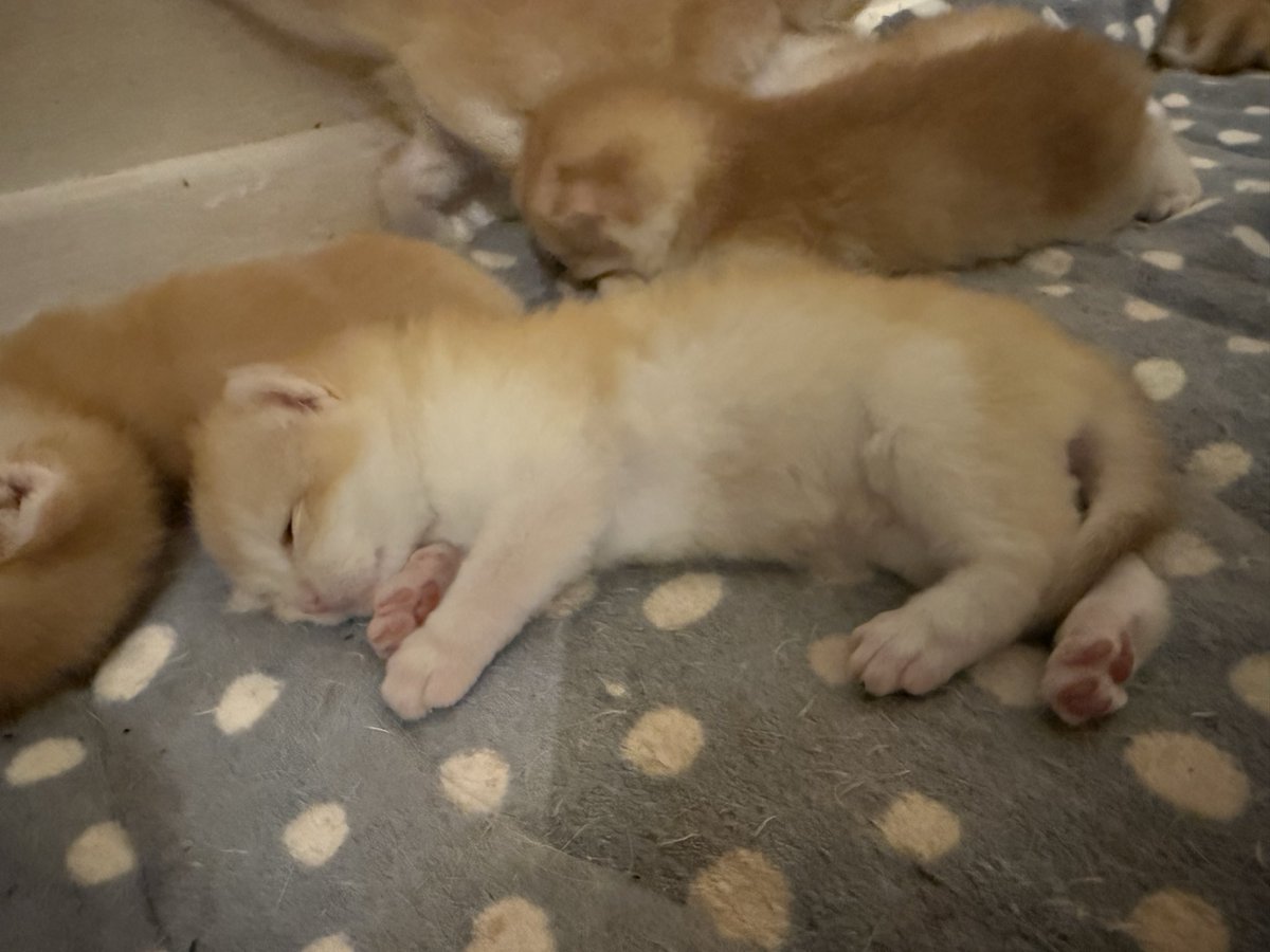 kittensale8's tweet photo. #cat #cats #catsofinstagram #catlovers #catlife https://t.co/Lq8p3uukp6
