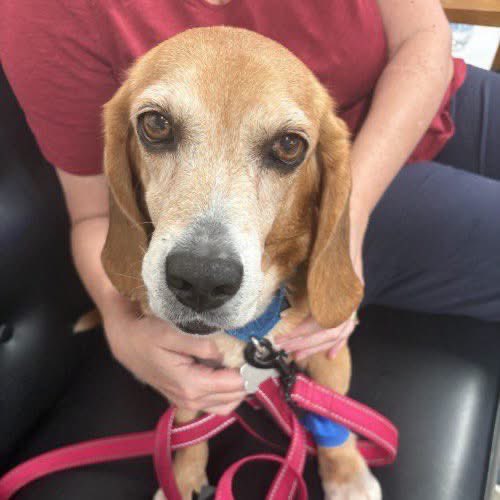 TriBeagles's tweet photo. Adoptable beagle of the day-Zoey! https://t.co/SVpgp8RaIJ https://t.co/bvgRX0ESvp