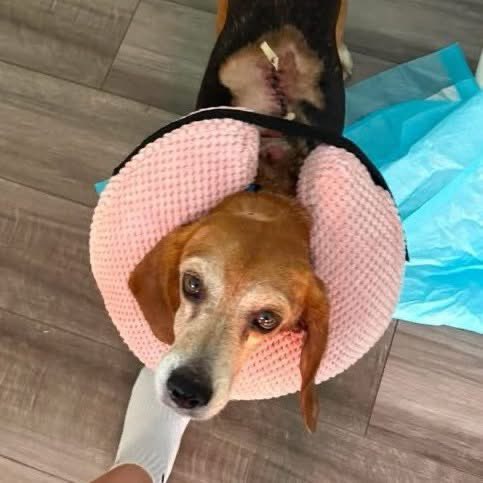 TriBeagles's tweet photo. Adoptable beagle of the day-Zoey! https://t.co/SVpgp8RaIJ https://t.co/bvgRX0ESvp