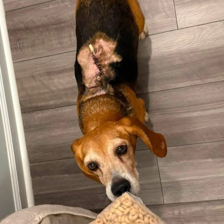 TriBeagles's tweet photo. Adoptable beagle of the day-Zoey! https://t.co/SVpgp8RaIJ https://t.co/bvgRX0ESvp