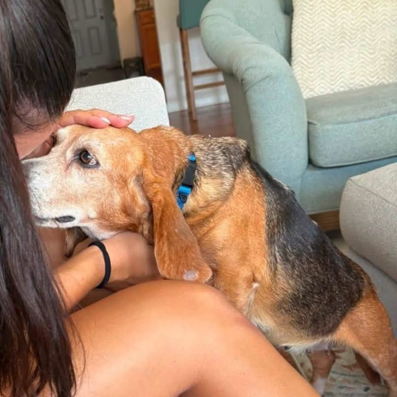 TriBeagles's tweet photo. Adoptable beagle of the day-Zoey! https://t.co/SVpgp8RaIJ https://t.co/bvgRX0ESvp