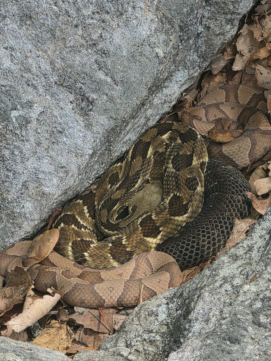 MatthewAdavx6's tweet photo. Copperheads and rattlesnakes sharing habitat. https://t.co/37B2Zvt4BI