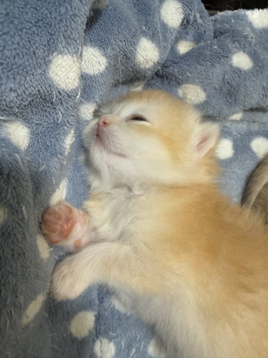 kittensale8's tweet photo. #cat #cats #catsofinstagram #catlovers #catlife https://t.co/3rUz1004XR
