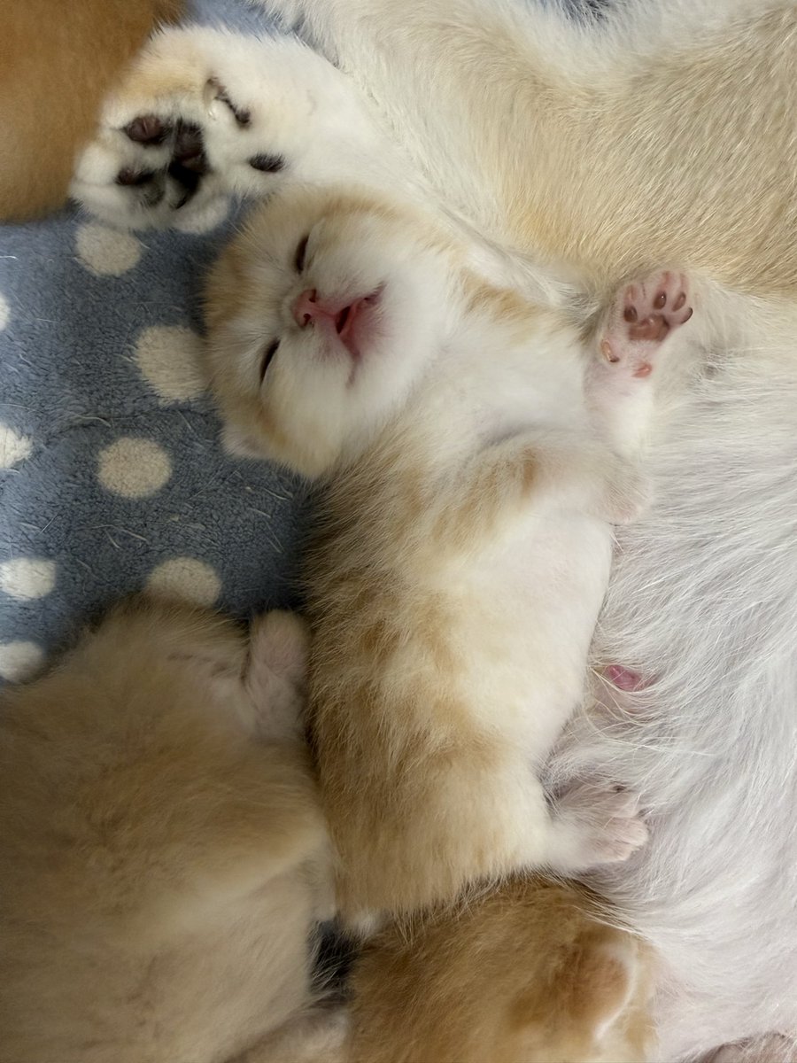 kittensale8's tweet photo. #cat #cats #catsofinstagram #catlovers #catlife https://t.co/3rUz1004XR