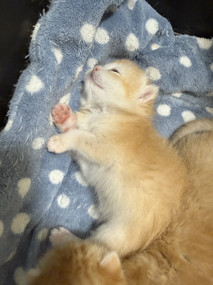 kittensale8's tweet photo. #cat #cats #catsofinstagram #catlovers #catlife https://t.co/3rUz1004XR