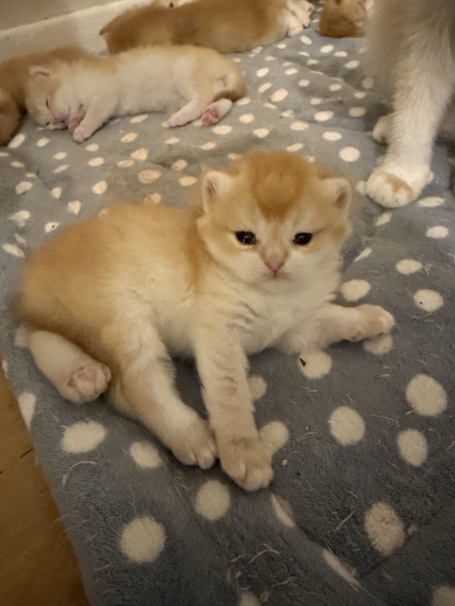 kittensale8's tweet photo. #cat #cats #catsofinstagram #catlovers #catlife https://t.co/3rUz1004XR