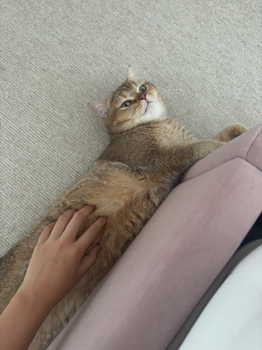 kittensale8's tweet photo. #cat #cats #catsofinstagram #catlovers #catlife https://t.co/ejQknajgfU