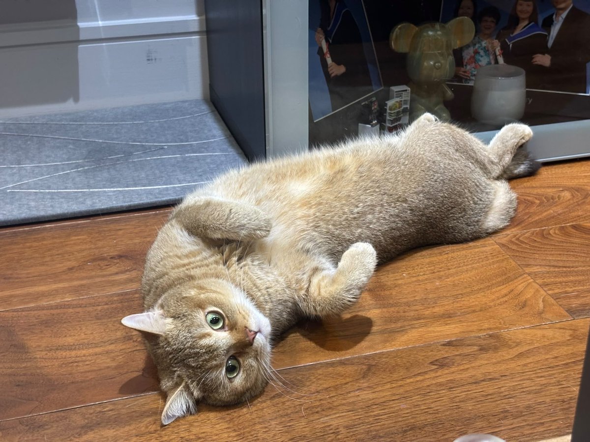 kittensale8's tweet photo. #cat #cats #catsofinstagram #catlovers #catlife https://t.co/ejQknajgfU