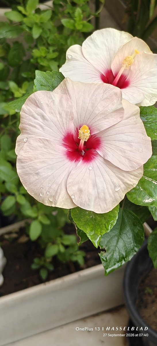 WIHUMADS's tweet photo. The garden has its own star today....golden, delicate, and gloriously alive.

Beauty at it's best! 

#FlowersOnSunday https://t.co/isD0m8OVTG