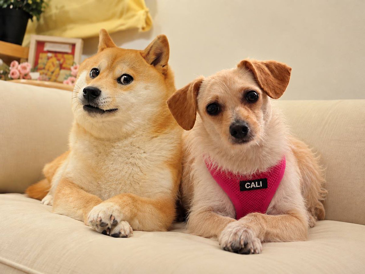 RafelineK's tweet photo. @RuneCrypto_ You buy a grifter’s coin to get grifted.

OR

You buy what you already know is going to work and what’s going to be the biggest dog coin of this cycle.

I choose solana:8k4sBtEeK4pf26noKqApv8NBTnuSJcbdwpKYknk5PbAA https://t.co/uYF2tZos9P