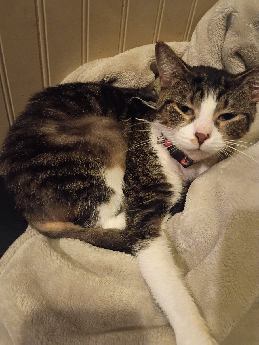 CaptainTrxppie's tweet photo. Someone likes posing all of a sudden. LOL #kittycat #kitty #furbaby https://t.co/eVOyt7XF2l