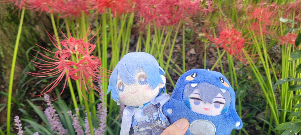 waterspinach925's tweet photo. 彼岸花ロケの📷してきた❕️
途中で大雨降ってきたけどギリ撮影終えれた後で良かった💦
ふーお付き合いありがとう🙏 https://t.co/gXbhOAGpiM