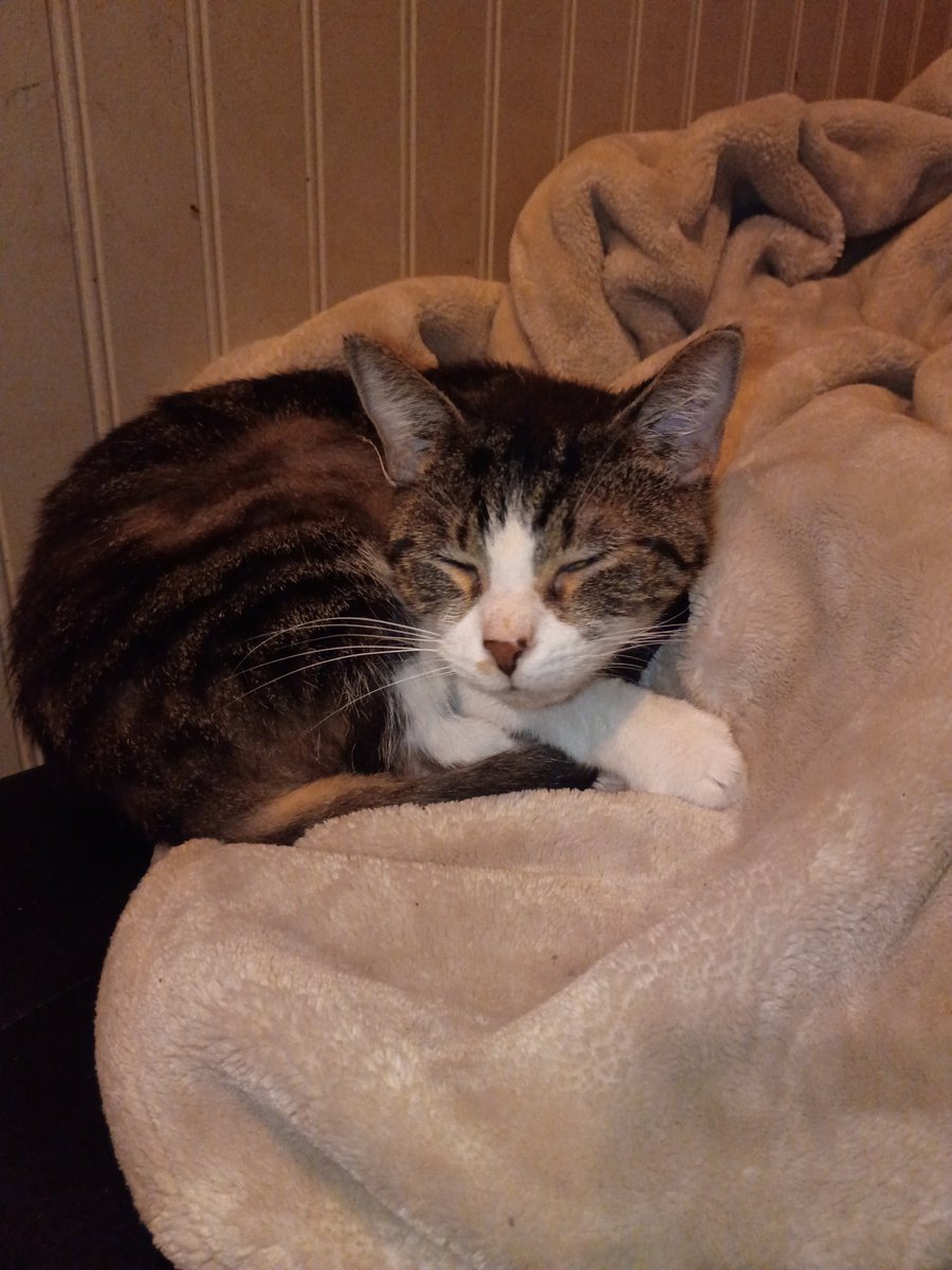 CaptainTrxppie's tweet photo. Someone likes posing all of a sudden. LOL #kittycat #kitty #furbaby https://t.co/eVOyt7XF2l