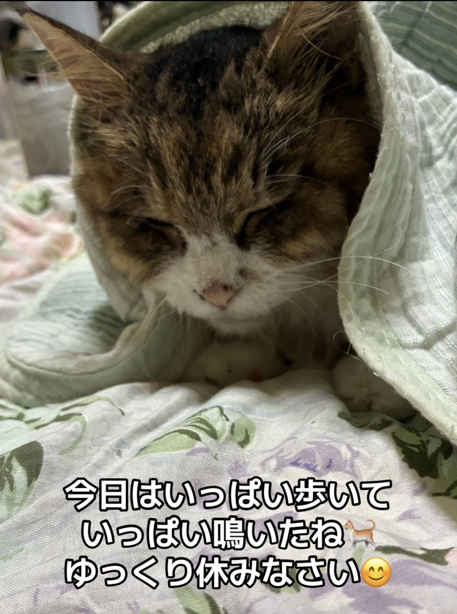 coindesugi's tweet photo. ２０歳と４ヶ月😊
いつまでも元気でいてね😊🐈 https://t.co/ddvdCjYLD6