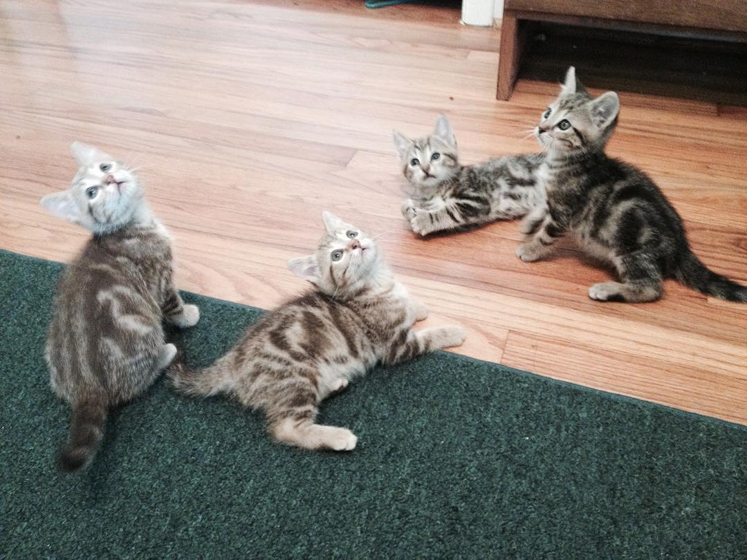 audreyrobertsa6's tweet photo. All of MommaKitty’s babies: Eeyore, Caramel, Toby, and Excalibur. https://t.co/0sfhP6Oy0i
