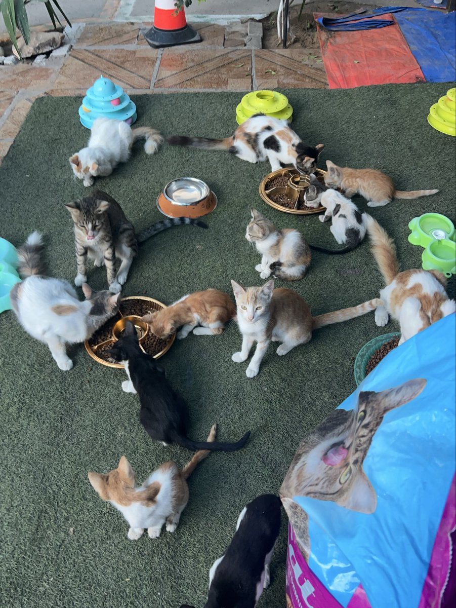 RescueCare's tweet photo. In Gaza, even surviving another day has become difficult—for people and for animals.💔🇵🇸

Yet every morning, the animals at Salam Shelter wake up waiting for food, water, medicine, and the care they depend on us for.

We cannot tell them there is nothing left. We have to keep trying.

My dear friends, if you can stand with our shelter today, please do. Your kindness helps us keep these animals fed, treated, and safe.🙏🐾❤️

PayPal: https://t.co/eL95czBcm6
GoFundMe: https://t.co/hYA2hXUDDU

#Gaza #AnimalRescue #CatRescue #SaveAnimals #Hope