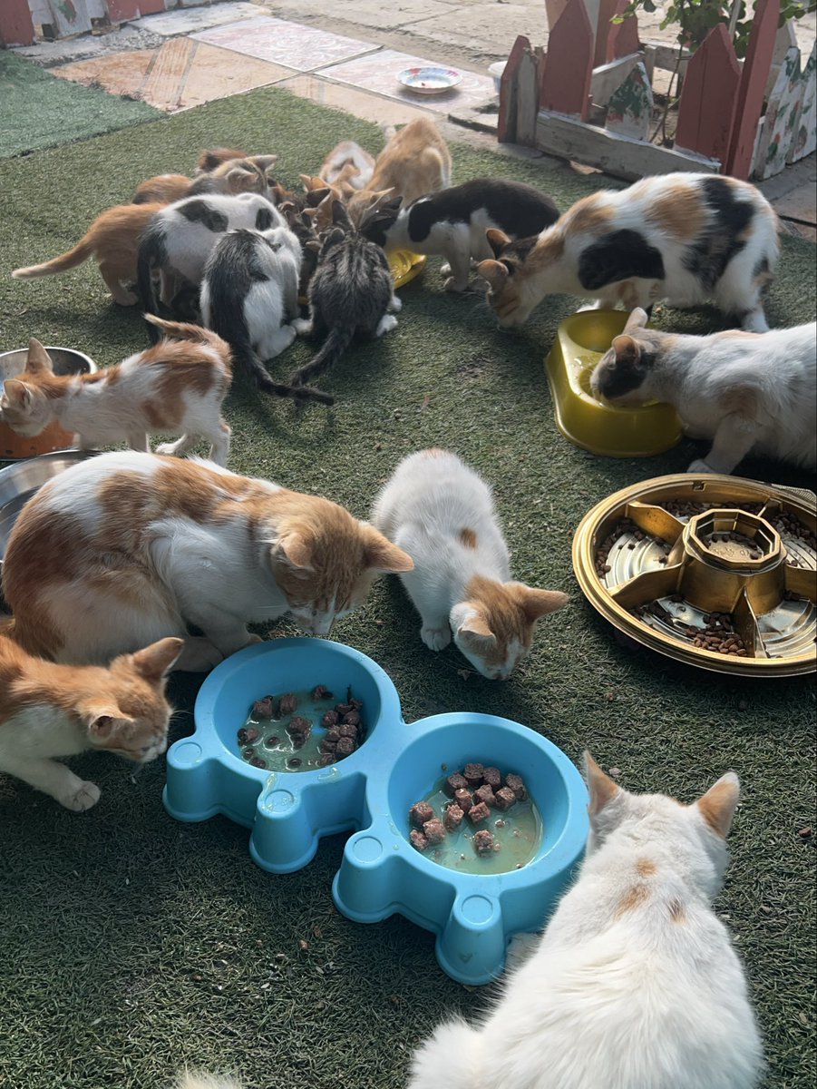 RescueCare's tweet photo. In Gaza, even surviving another day has become difficult—for people and for animals.💔🇵🇸

Yet every morning, the animals at Salam Shelter wake up waiting for food, water, medicine, and the care they depend on us for.

We cannot tell them there is nothing left. We have to keep trying.

My dear friends, if you can stand with our shelter today, please do. Your kindness helps us keep these animals fed, treated, and safe.🙏🐾❤️

PayPal: https://t.co/eL95czBcm6
GoFundMe: https://t.co/hYA2hXUDDU

#Gaza #AnimalRescue #CatRescue #SaveAnimals #Hope