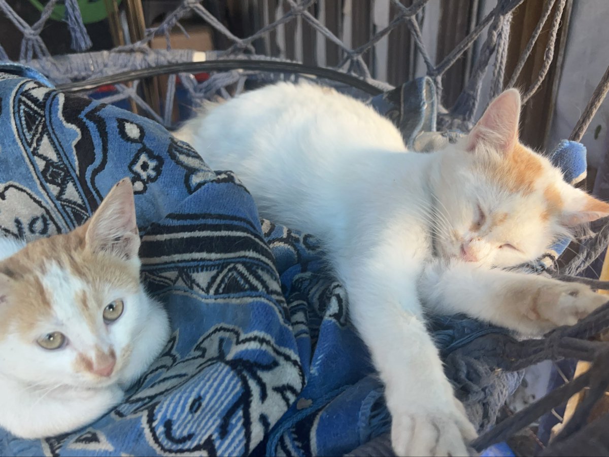 RescueCare's tweet photo. In Gaza, even surviving another day has become difficult—for people and for animals.💔🇵🇸

Yet every morning, the animals at Salam Shelter wake up waiting for food, water, medicine, and the care they depend on us for.

We cannot tell them there is nothing left. We have to keep trying.

My dear friends, if you can stand with our shelter today, please do. Your kindness helps us keep these animals fed, treated, and safe.🙏🐾❤️

PayPal: https://t.co/eL95czBcm6
GoFundMe: https://t.co/hYA2hXUDDU

#Gaza #AnimalRescue #CatRescue #SaveAnimals #Hope