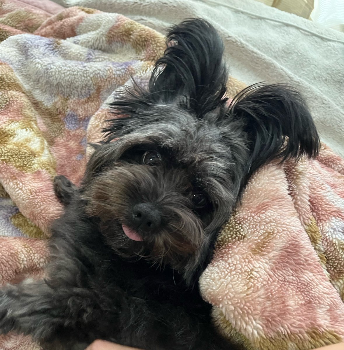 krkm0825's tweet photo. お耳ピンの日のウサギリスペクトなけもの。
 #ポメプー #犬のいる暮らし #くろけも https://t.co/Lpu45i6EYa