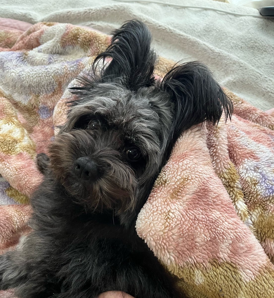 krkm0825's tweet photo. お耳ピンの日のウサギリスペクトなけもの。
 #ポメプー #犬のいる暮らし #くろけも https://t.co/Lpu45i6EYa