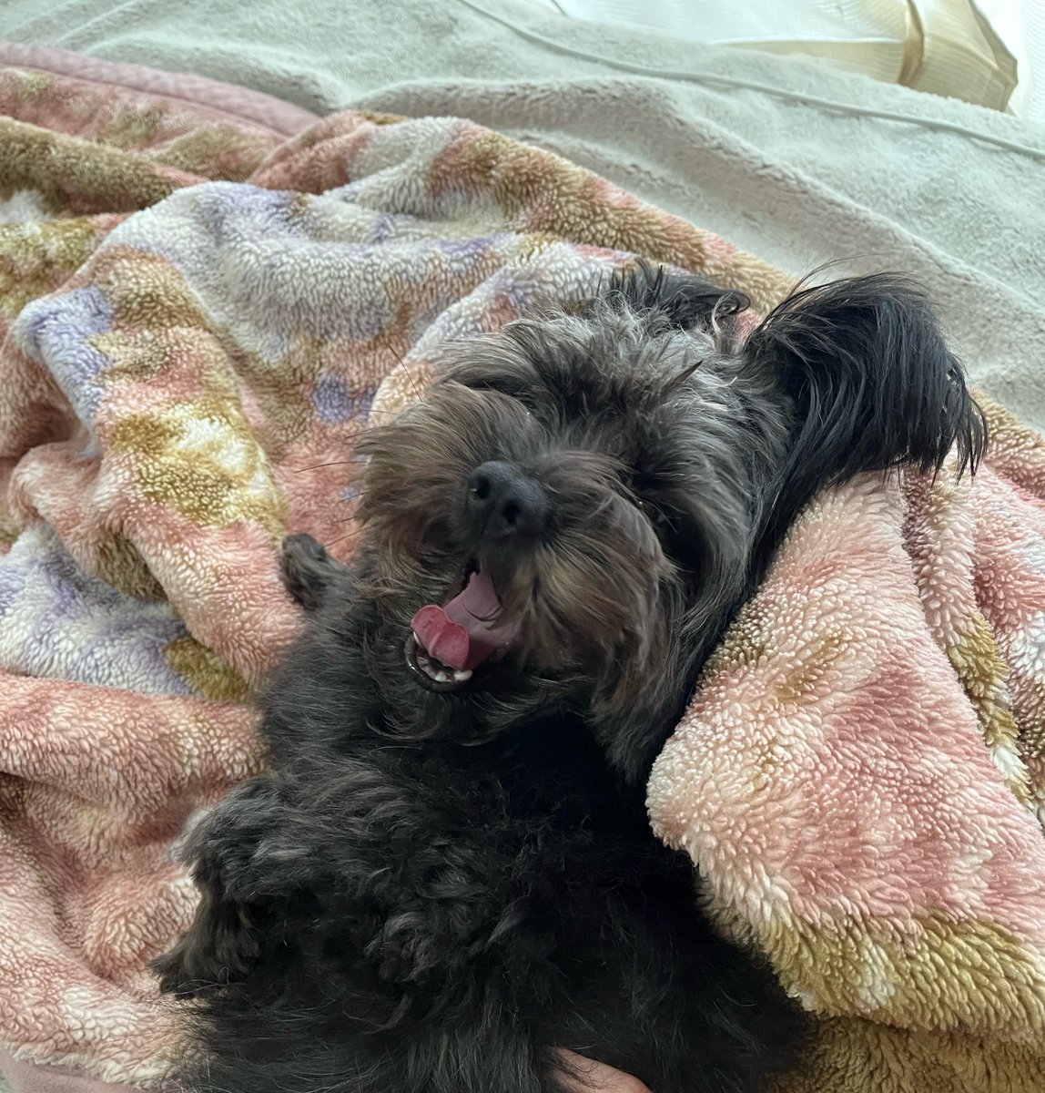 krkm0825's tweet photo. お耳ピンの日のウサギリスペクトなけもの。
 #ポメプー #犬のいる暮らし #くろけも https://t.co/Lpu45i6EYa