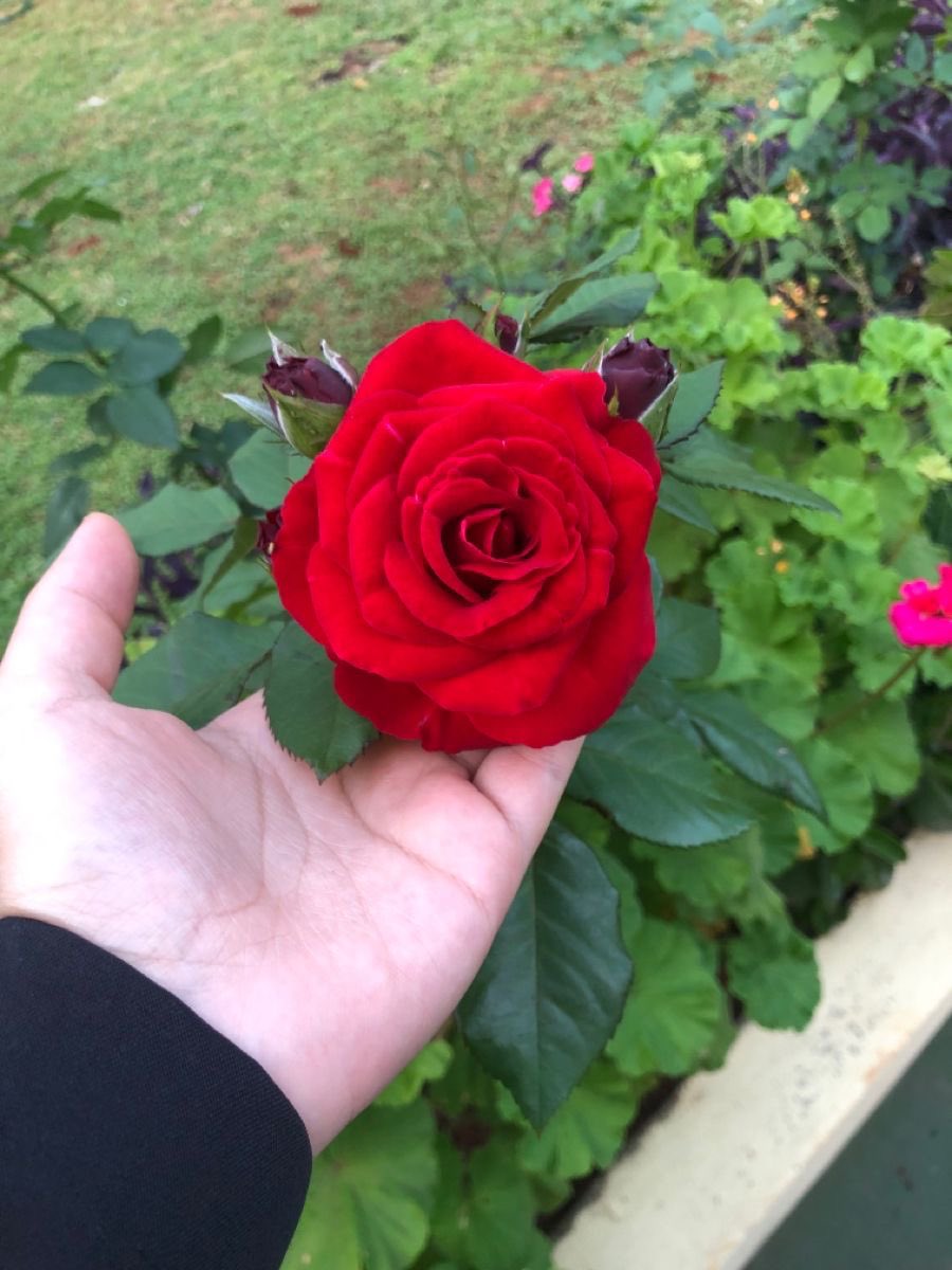 Gbk010472's tweet photo. Sometimes, in the middle of hardship, we find a small reminder that life still carries beauty. This rose made me stop and think about hope, patience, and the strength to keep going.

As a Palestinian, I carry my homeland in my heart wherever I am. 🤍🇵🇸

If this rose could carry one message to the world, what would you want it to say? 🌹

May Allah bring peace, safety, and better days to Palestine and to every person suffering around the world. 🤲🏻

Comment 🌹 if you still believe that hope can grow even in difficult times.

#Palestine #Gaza #Hope