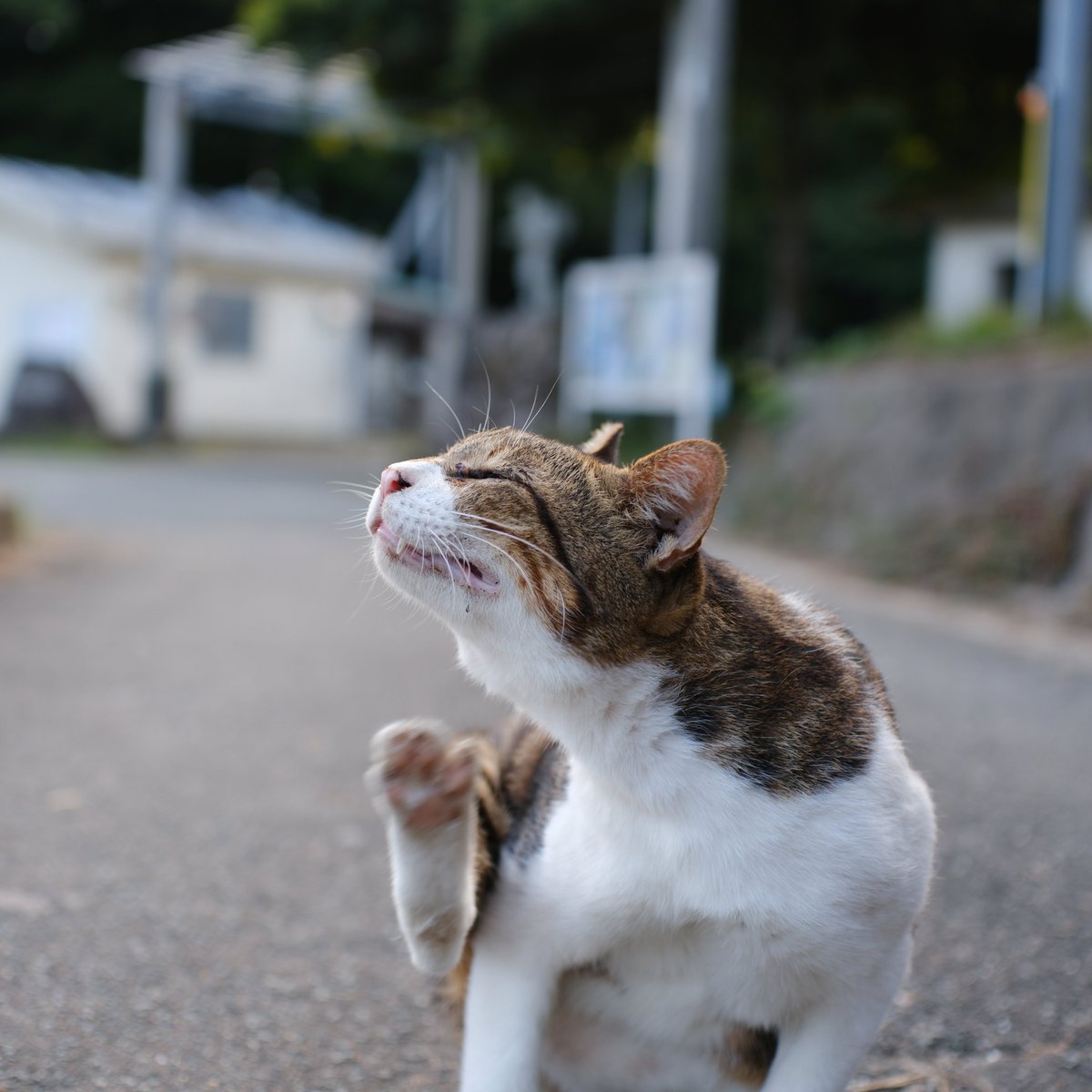 mountainfrog2's tweet photo. 秋の猫
#地域猫
#平等寺
#写真好きの人と繋がりたい https://t.co/JmkvTB4l4l