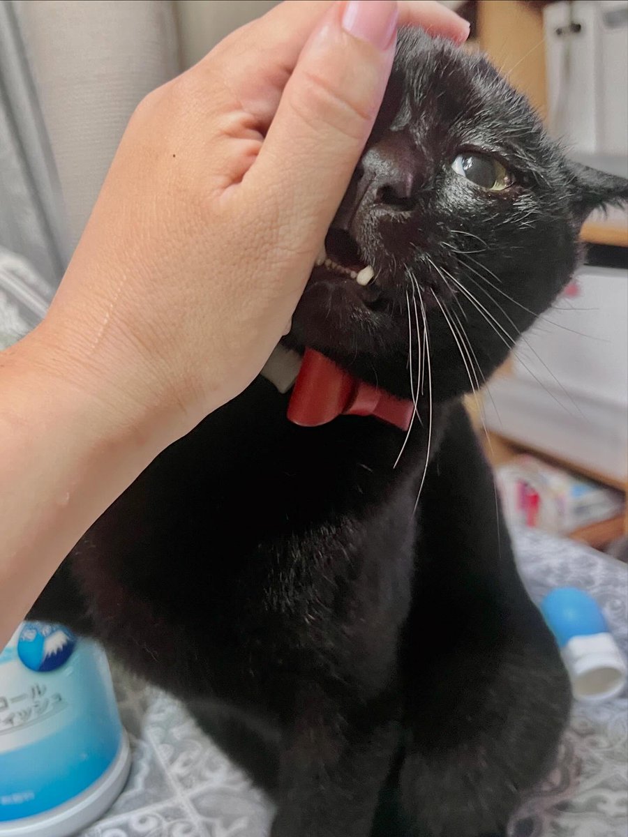 sofiaclarkf8pz9's tweet photo. A major argument with the cat over human food 
(On this day, there was only one human, so I was attacked relentlessly. ) https://t.co/bAlMElkjnA