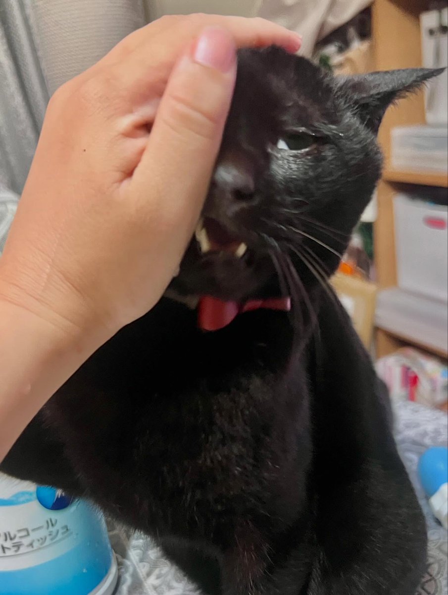sofiaclarkf8pz9's tweet photo. A major argument with the cat over human food 
(On this day, there was only one human, so I was attacked relentlessly. ) https://t.co/bAlMElkjnA