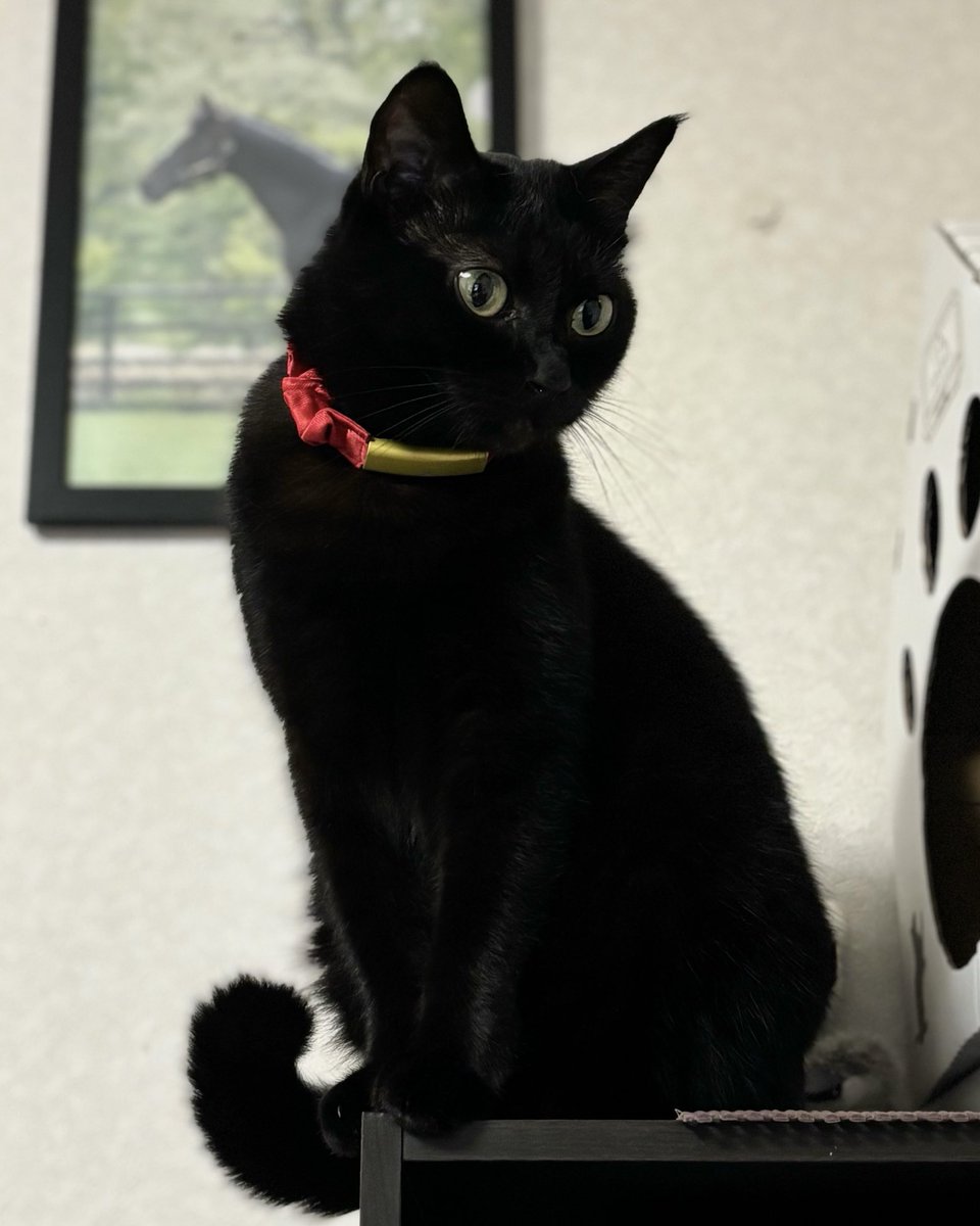 pfirsich_jam's tweet photo. くろねこは絵になるでしょ？
🐈‍⬛❤️ https://t.co/cP0v1gLAEh