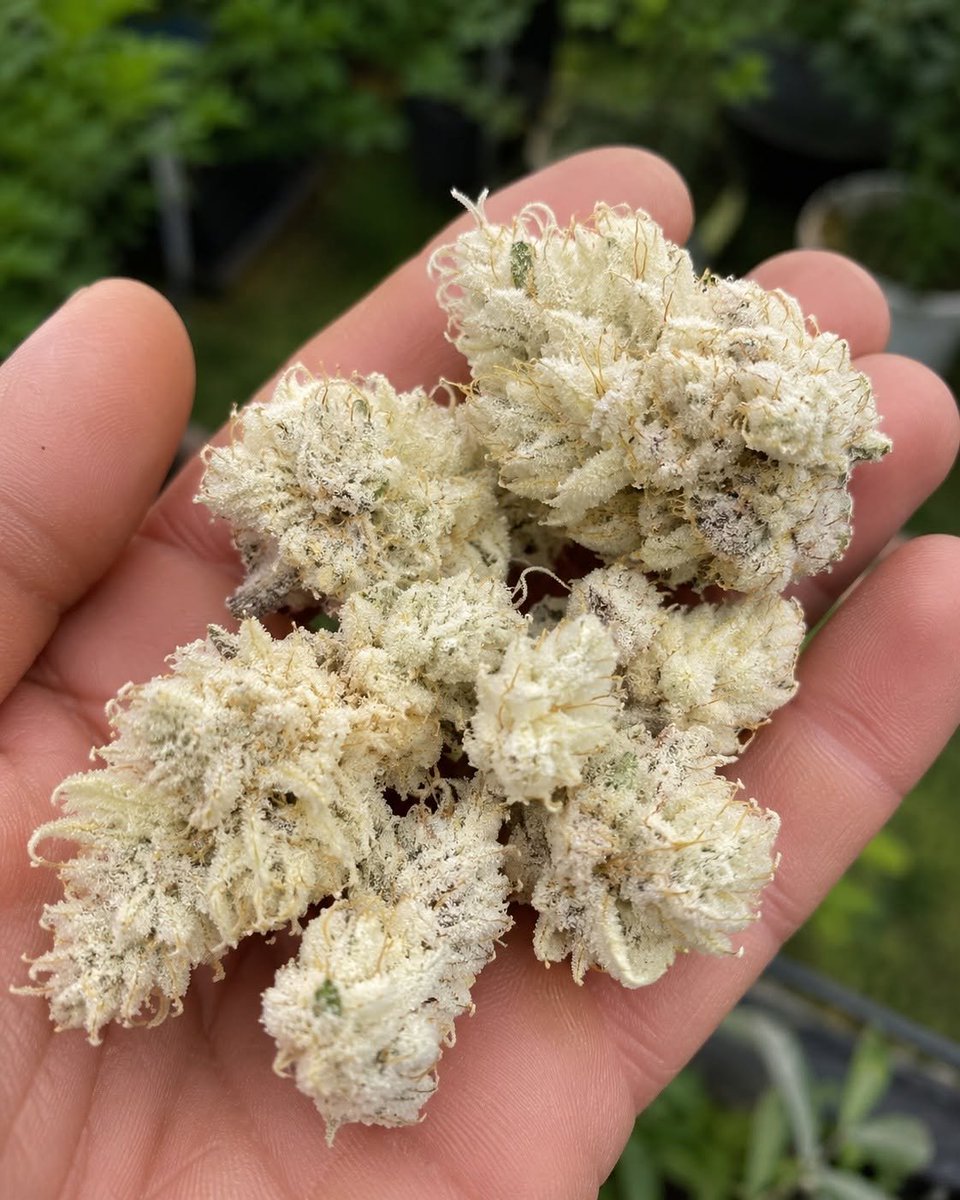 Cannacollectors's tweet photo. Name this strain and get to be our seeds and buds permanents tester 

Good luck 
Only 5 winners 
Best names wins
Follow @groundedgene @voyagergene @CannaCollectbk https://t.co/Ii569tkY6g