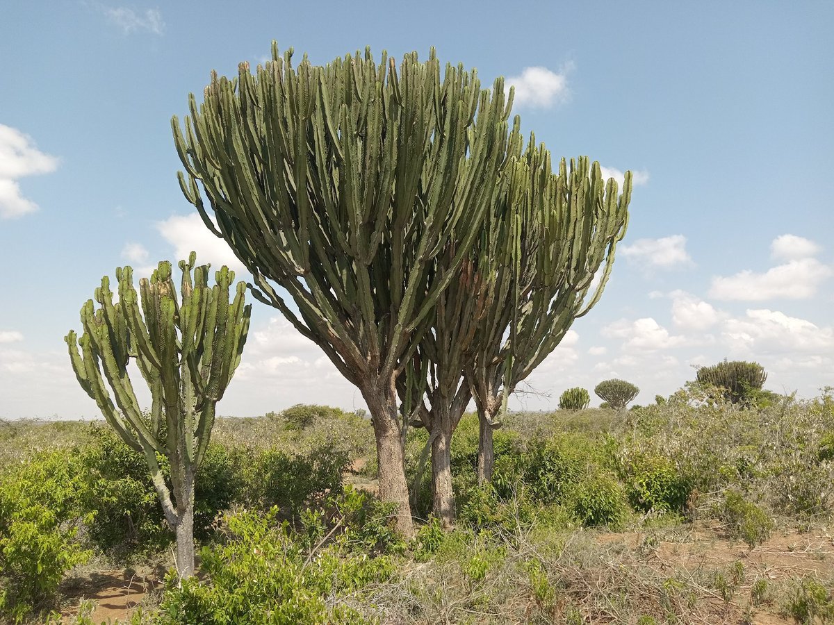 BanyiMugisha's tweet photo. In rukiga,we call it enkukuuru.what do you call it in your language? https://t.co/Zl2MF8tjgM