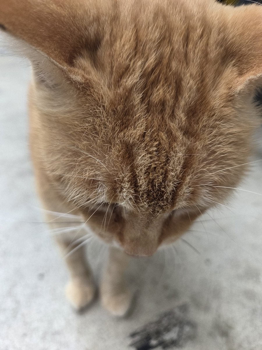 PLATINA_mayu's tweet photo. 小雨な日だったけどきなこちゃんに会えて良かった🐱☀️
野良猫ちゃん達はどこか定番の雨宿りスポットとかあるのかな💭 https://t.co/D0zYUSj9Yh