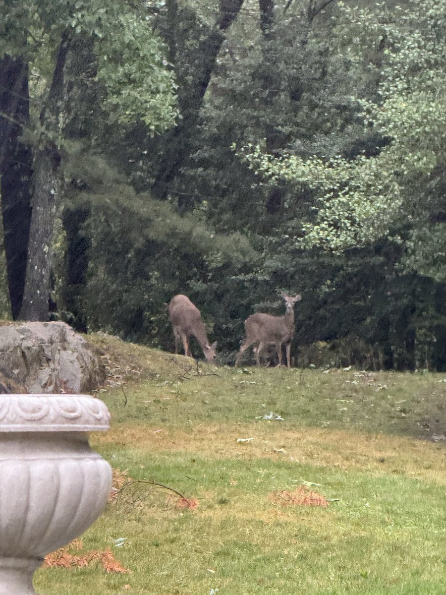 7declassified's tweet photo. Good morning New England 🙂🌹💫
Stay safe today during the storm 🇺🇸💫 https://t.co/nfNldVLjMn