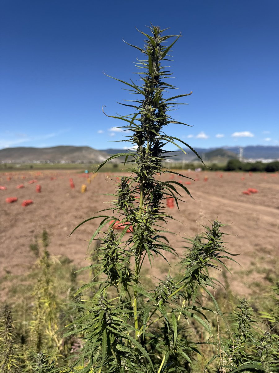 veMidCRV's tweet photo. was cruising around southern china on motorbike when i smelled something kinda familiar

pulled over and realized i had been riding thru a field of wild chinese loud 

gm https://t.co/FcJoK15axr