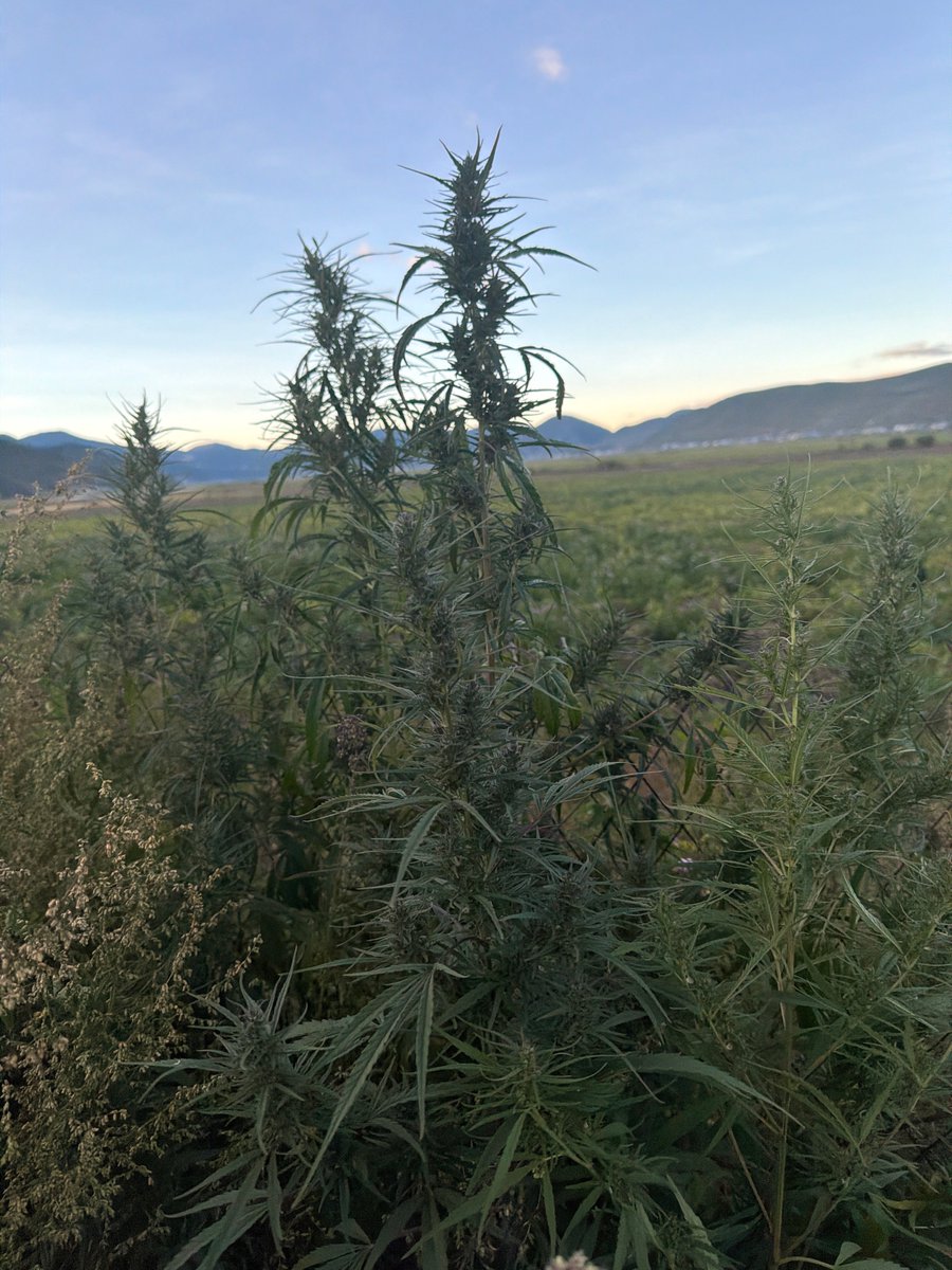 veMidCRV's tweet photo. was cruising around southern china on motorbike when i smelled something kinda familiar

pulled over and realized i had been riding thru a field of wild chinese loud 

gm https://t.co/FcJoK15axr