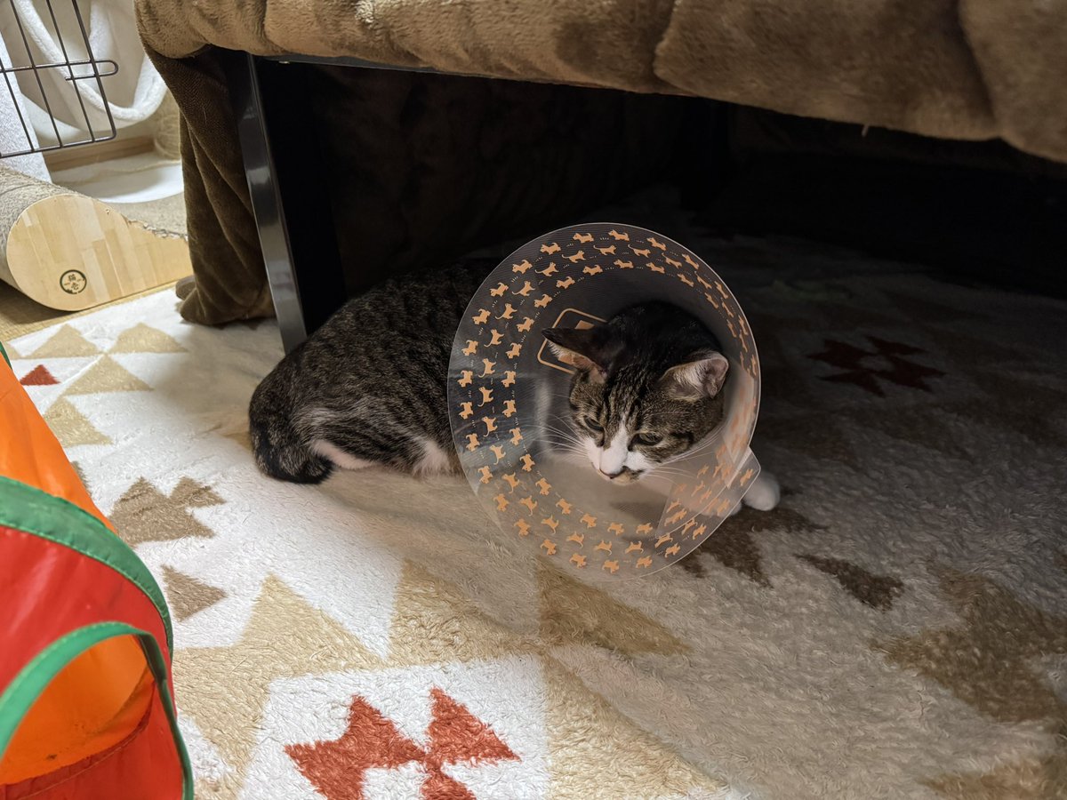 kirushu2's tweet photo. 猫との暮らし2年258日目
少し落ち着いてきたボタン君。
昨日はちゅ〜ると液状のおやつしか食べなくて不安だったけど、今日はカリカリ数粒食べてくれた😸
#保護猫 #譲渡会 #猫好きさんと繫がりたい  #ねこのいる暮らし https://t.co/ua1qHEcUYw