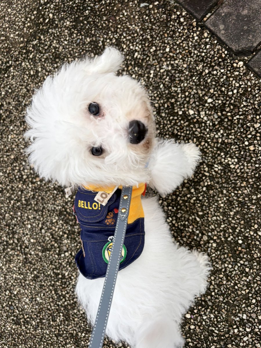 s___si614's tweet photo. お散歩デビューしました🐶

 #4ヶ月の子犬
 #ビションフリーゼ
 #パピー期 https://t.co/2rltVc7l2C
