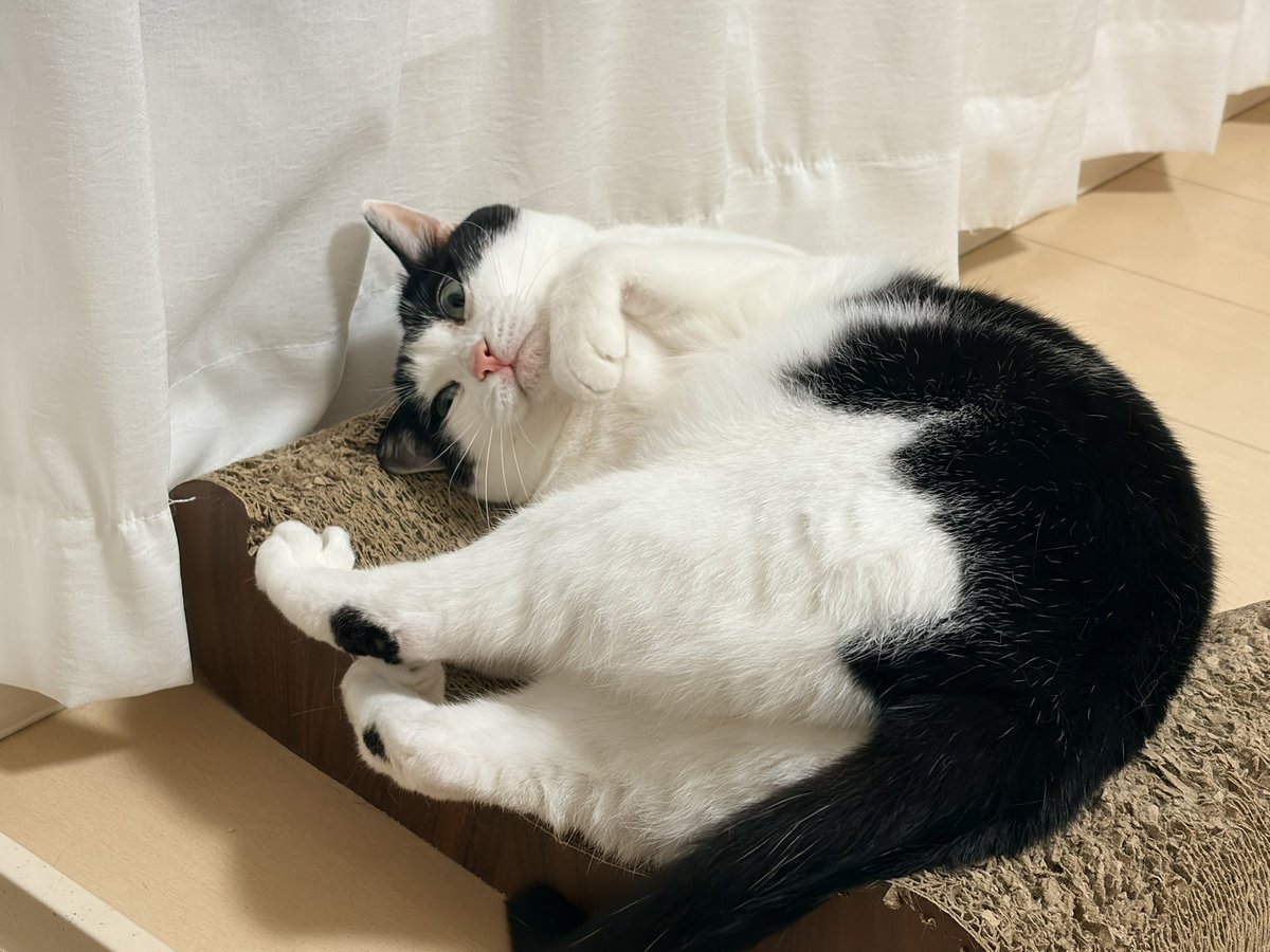CHORU_P's tweet photo. ねこたろちゃん https://t.co/8pPJkuzo4Y