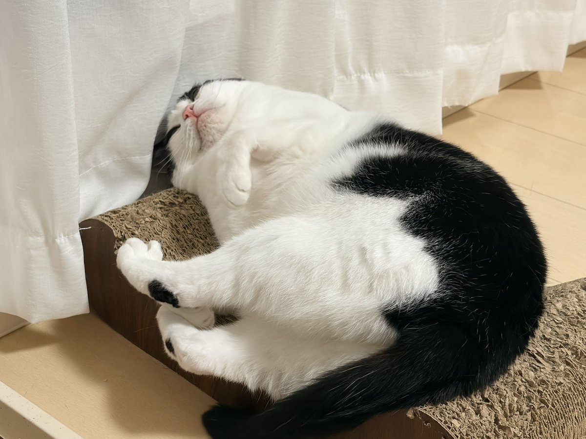 CHORU_P's tweet photo. ねこたろちゃん https://t.co/8pPJkuzo4Y