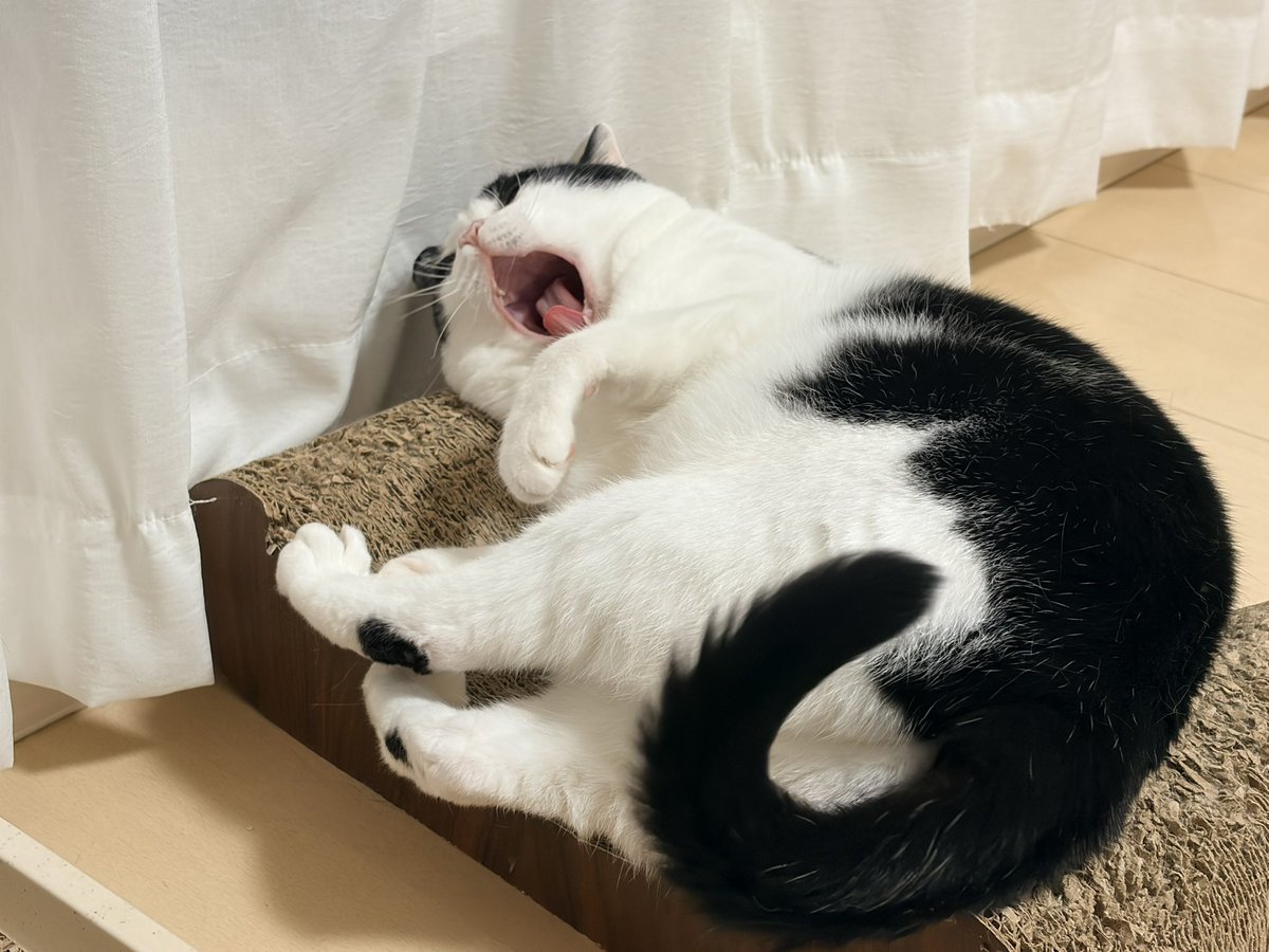 CHORU_P's tweet photo. ねこたろちゃん https://t.co/8pPJkuzo4Y