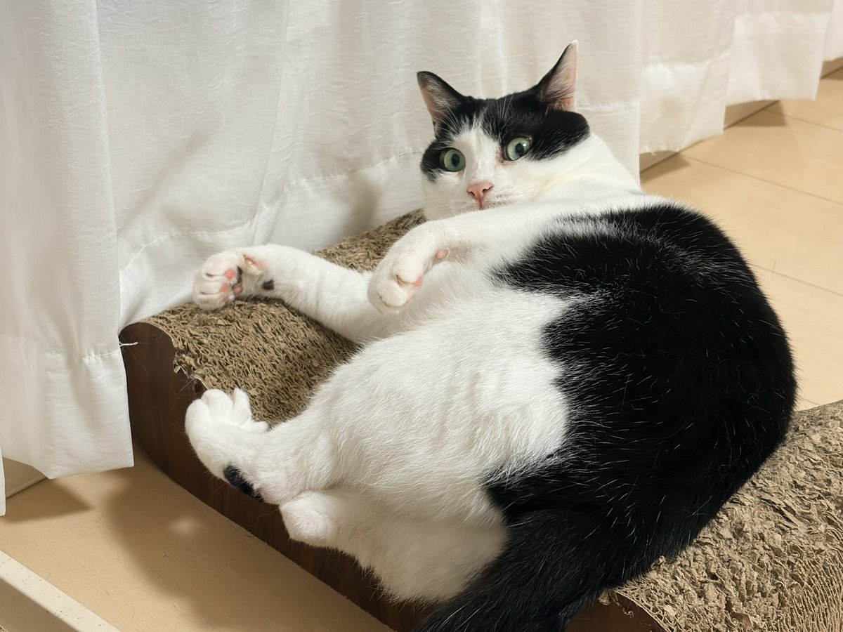 CHORU_P's tweet photo. ねこたろちゃん https://t.co/8pPJkuzo4Y