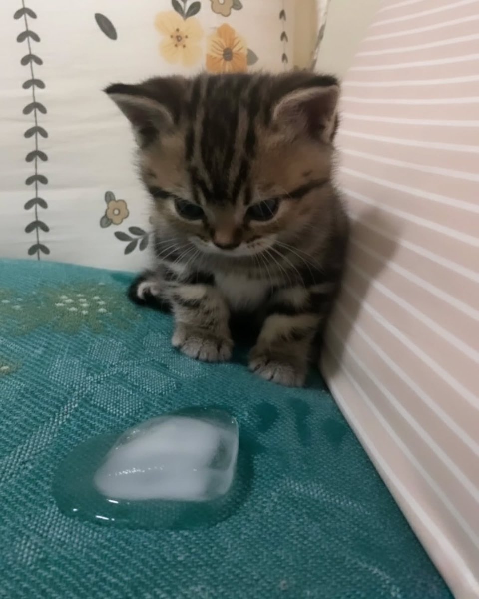 BestOfMeow's tweet photo. https://t.co/Mm0Cma3dzV