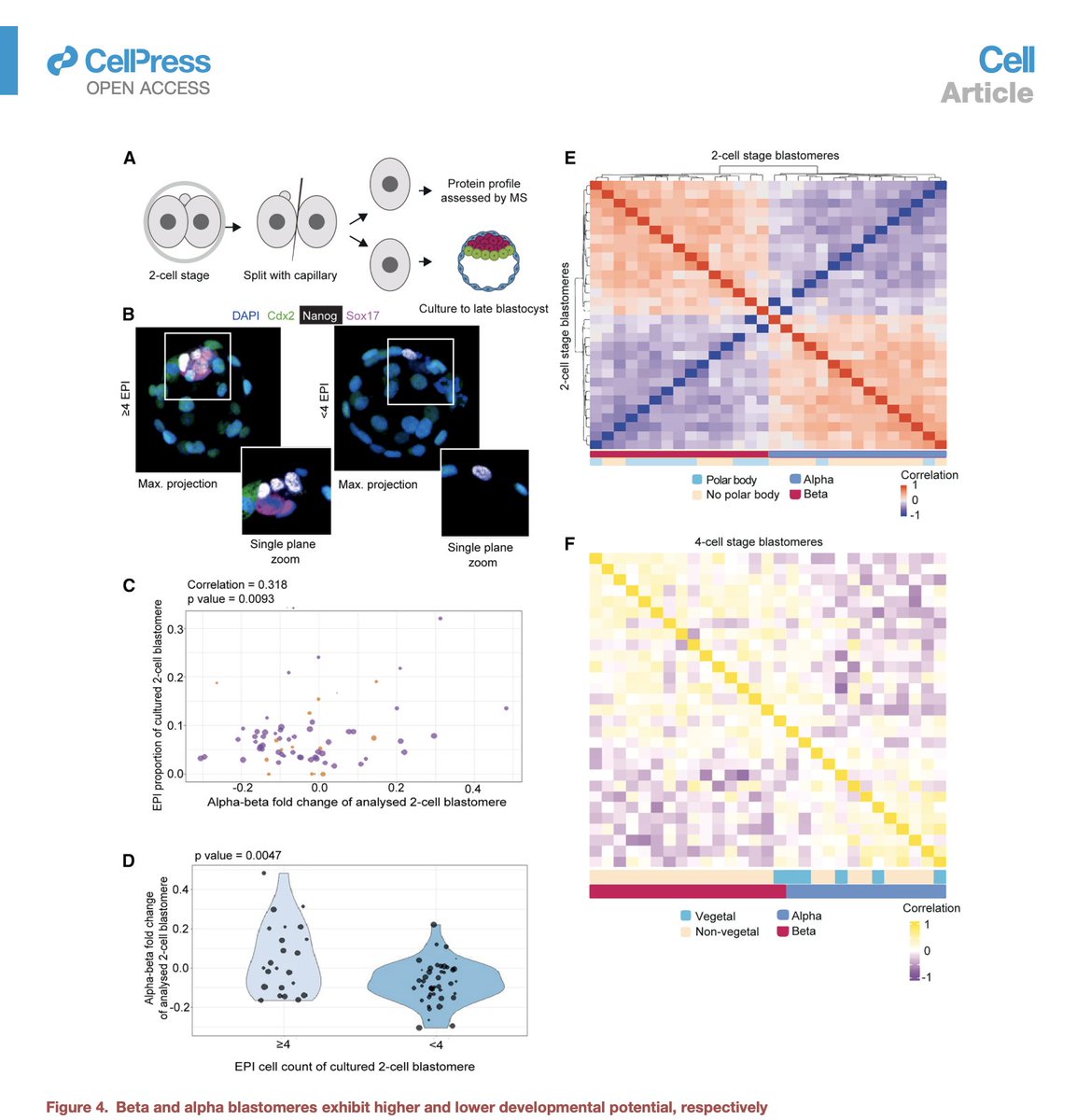 slavov_n's tweet photo. Using single-cell proteomics, we discovered protein (and functional) symmetry breaking in early mammalian embryos influencing cell fates.

These proteomic asymmetries are detectable at the zygote stage, intensify by the 2-cell and 4-cell stage, and correlate with the sperm entry site, pointing to fertilization as a symmetry-breaking event. The clear protein differences allowed us to define two types of blastomeres, termed alpha and beta. 
 ⬛  These differences predict the developmental potential of the blastomeres. Similar clustering and protein enrichment patterns found in human 2-cell embryos suggest this early asymmetry might be conserved. 

1/