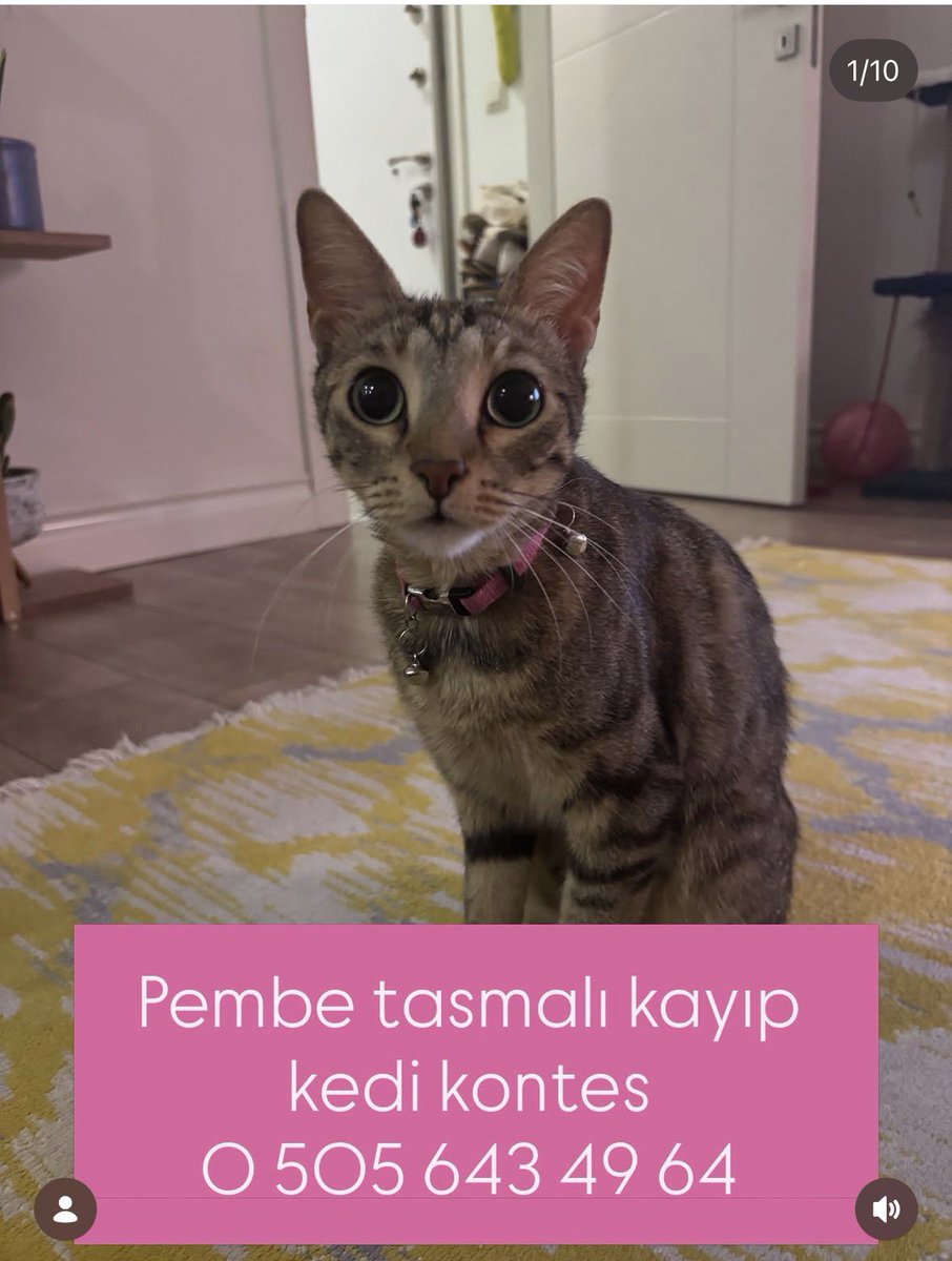 elvansalman's tweet photo. Kedim Kontes 25 Eylül Cuma akşam 8 sularında Antalya Hurma Mh 280. Sok Amber Homes sitesindeki evimden kaçtı. Boynunda fotoğrafta da görülen adı yazılı pembe tasma var. İki de çıngırak takılı. 

Lütfen paylaşarak onu bulmama destek olun. https://t.co/yy4kYPZMeV