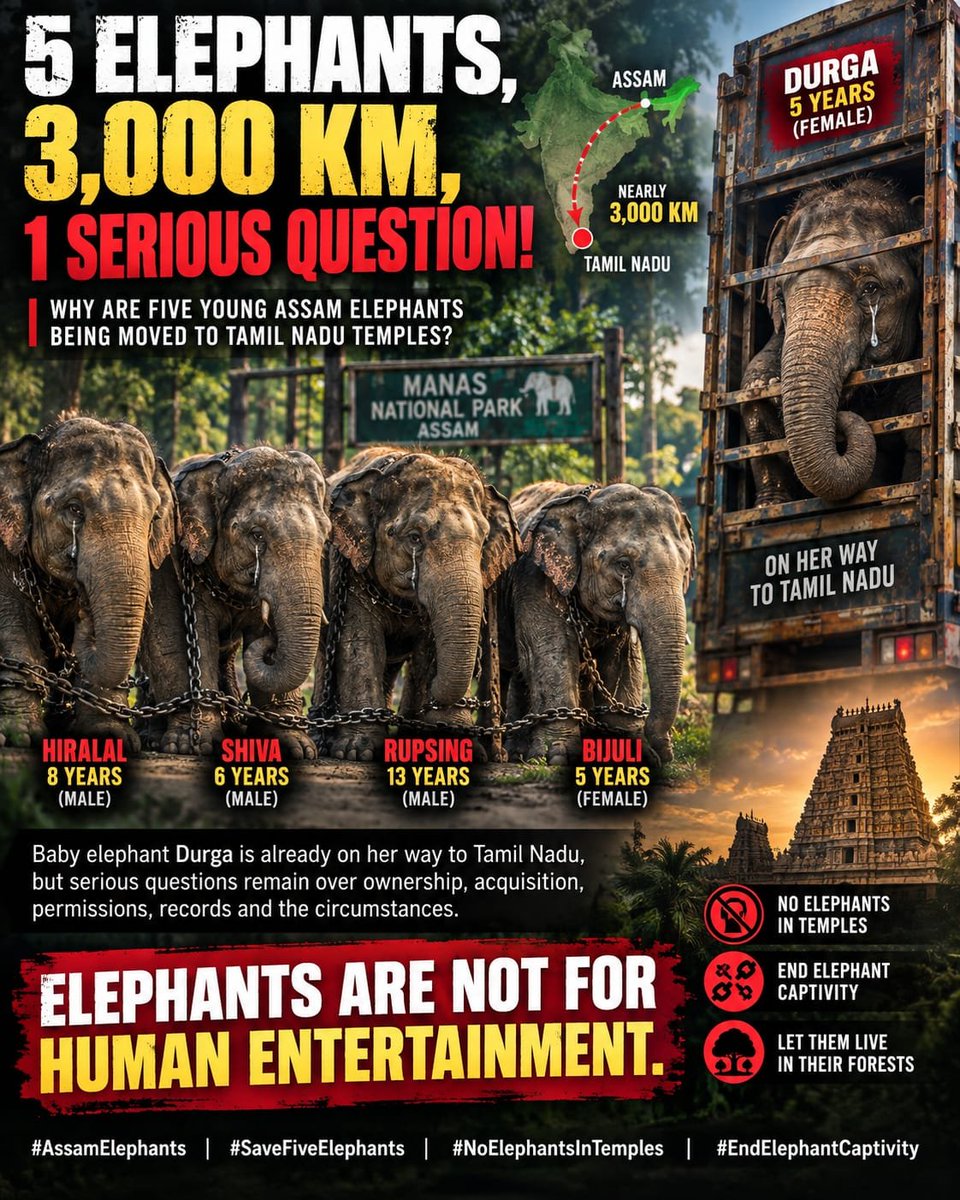 Bargavi_R's tweet photo. @CTR_Nirmalkumar @CMOTamilnadu @RameshOffcl 
Demand = Supply Will this Government really find the culprits behind the demand created from Tamilnadu for these baby elephants to be supplied from Assam? #WorldTourismDay #FreeTheFive #NoElephantsInTemples #StopElephantCaptivity https://t.co/daZu5i2ouE