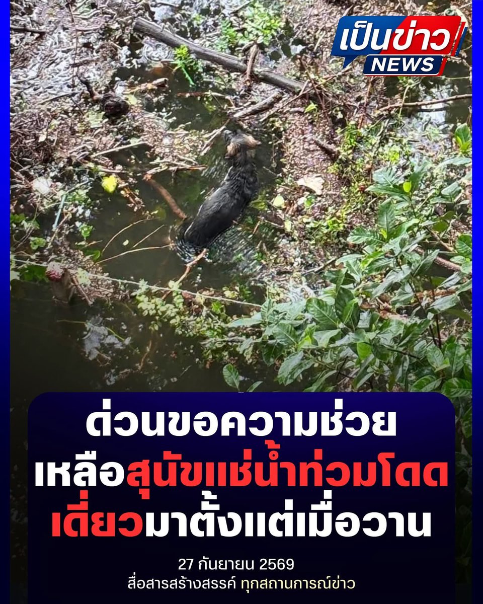 malimalineee's tweet photo. #ด่วนขอความช่วยเหลือสุนัขแช่น้ำท่วมโดดเดี่ยวมาตั้งแต่เมื่อวาน

ขอความช่วยเหลือจาก พี่ ๆ มูลนิธิ หน่วยกู้ภัย หรือหน่วยงานที่สามารถเข้าช่วยเหลือสัตว์ได้ หลังพบสุนัขกำลังได้รับความเดือดร้อนจากสถานการณ์น้ำท่วม

📍 จุดเกิดเหตุ: สนามบาสหลังแฟลตคลองจั่น บางกะปิ 22

ขณะนี้น้องหมา แช่น้ำอยู่ตั้งแต่เมื่อวาน และยังไม่ได้รับการช่วยเหลือ เกรงว่าจะได้รับอันตรายหากระดับน้ำเพิ่มสูงขึ้น

🙏 หากมีทีมกู้ภัย ทีมช่วยเหลือสัตว์ หรือผู้ที่มีอุปกรณ์และสามารถเข้าพื้นที่ได้ รบกวนช่วยน้อง ๆ โดยด่วนค่ะ

📞 ผู้ที่สามารถเข้าช่วยเหลือหรือประสานงานได้ กรุณาเข้าพื้นที่บริเวณ สนามบาสหลังแฟลตคลองจั่น บางกะปิ 22

ขอความช่วยเหลือด่วนค่ะ น้อง ๆ รอความช่วยเหลืออยู่ 🐶
#เป็นข่าว #หมา #คนรักหมา #ทาสหมา #สัตว์ #คนรักสัตว์